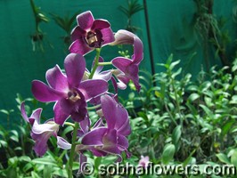 Dendrobium rare